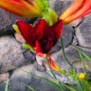 Meet your Posher, Isabel